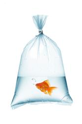 leak proof fish bags